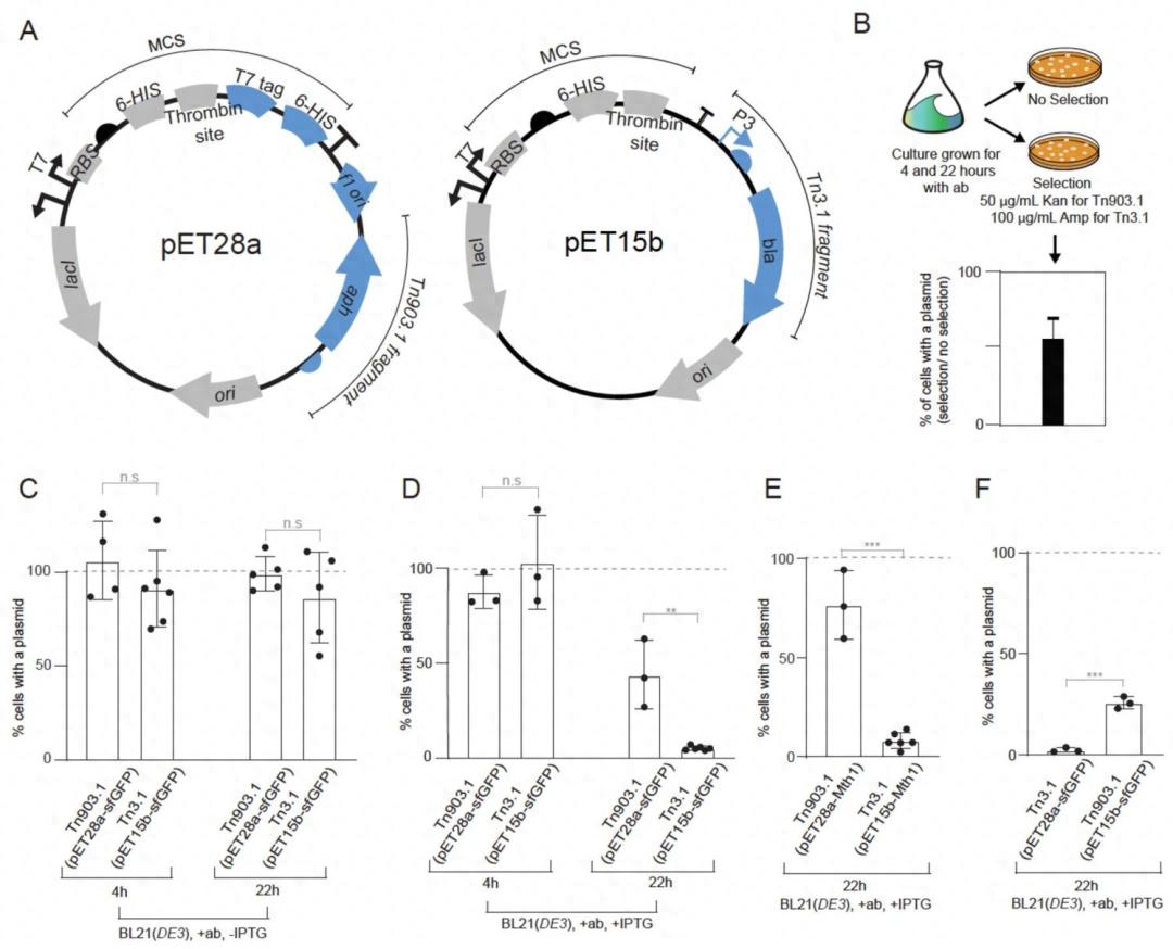 蛋白表达 11.jpeg